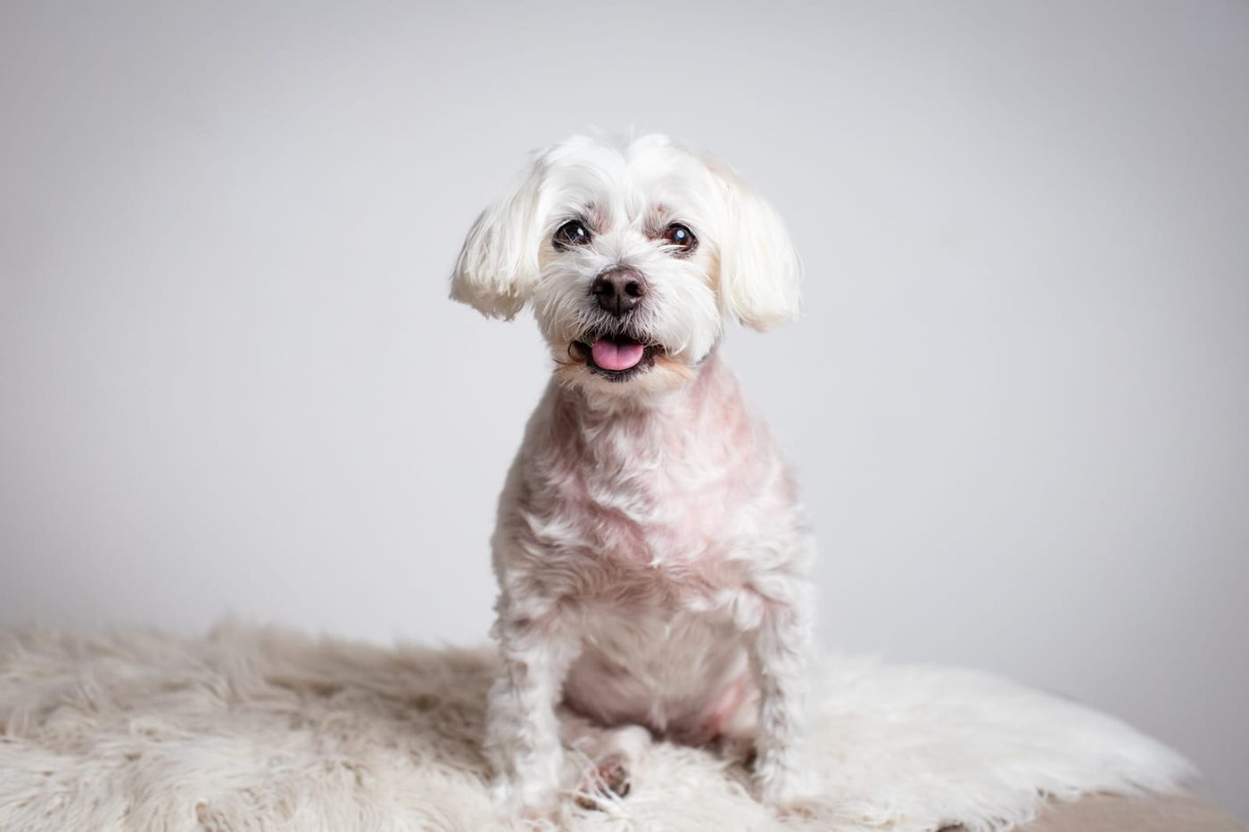 Ollie sitting on a fluffy white rug, tongue out and smiling