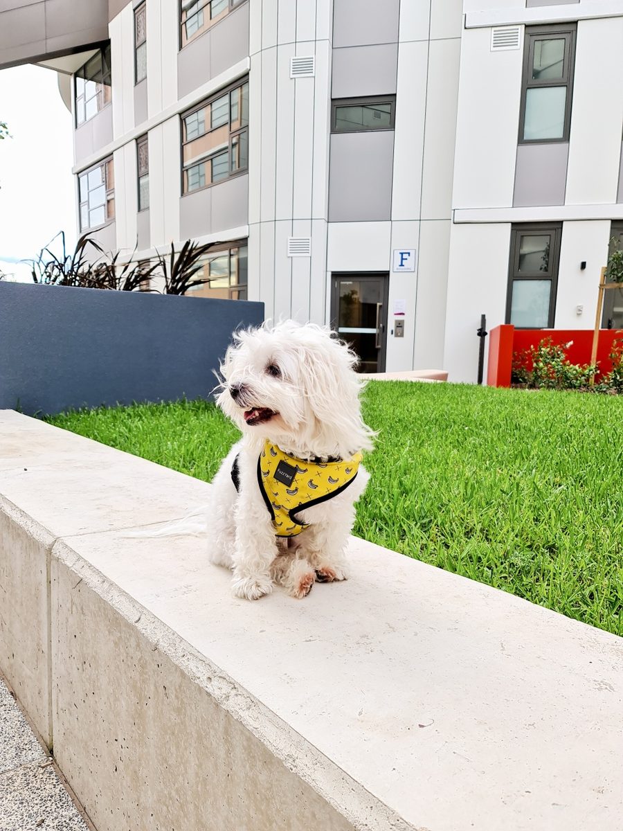 Ollie in a banana-print harness sitting outdoors